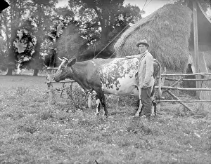 Ssls: Farm Workers - Gentleman with cow
