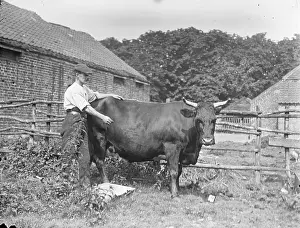 Ssls: Farm Workers - Gentleman with cow