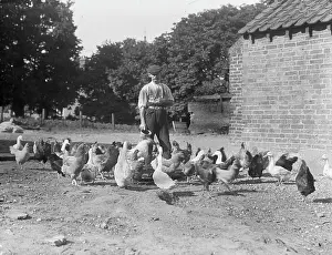 Ssls: Farm Workers - Gentleman feeding birds