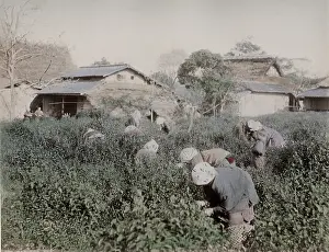 Thatch: Farm workers picking tea, Japan
