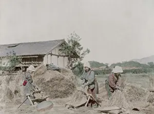 Grains: Farm workers stripping grains of rice from straw, Japan