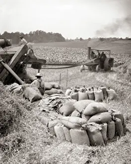 Bagging: Farm Workers with Tractor Threshing and Bagging