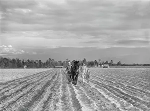 Furrows: farmer - agriculture - plowing - occupations