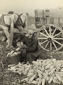 Recession: Farmer collecting husked corn to load into ?