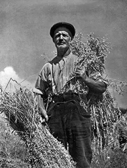 Sheaf: Farmer and his crop