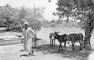 Donkeys: Farmer with donkeys, 1938