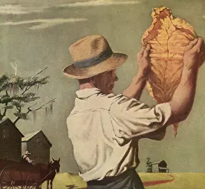 Husbandry: Farmer examines Tobacco Leaf