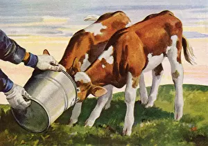 Feeds: Farmer Feeds Calves