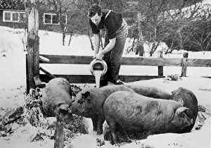 Trough: Farmer feeds his pigs with milk, 1933