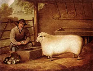 Feeds: Farmer Feeds Sheep