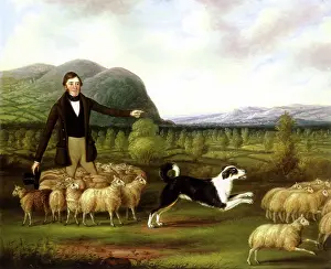 Corral: Farmer with his Flock of Sheep and Sheepdog