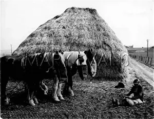 Nosebag: FARMER & HORSES