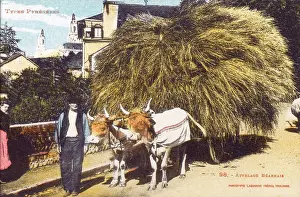 Pyrenean: Farmer and laden ox cart