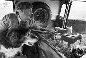 Lambs: Farmer with lambs