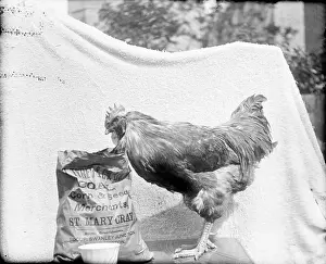 Ssls: A Farmer: Mr Adams? - Hen with sack of corn & seed (sack rea