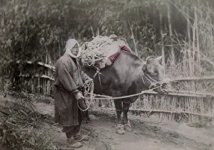 Bovine: Farmer and his ox, Japan