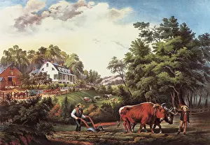 Plowing: Farmer and Ox plowing Field