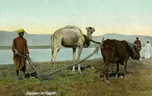 Fertile: Farmer ploughing with Camel and Ox - Egypt