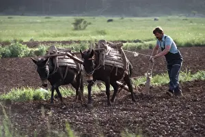 Cultivating: Farmer ploughing using two working mules Njegusi, Montenegro