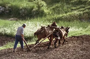Cultivating: Farmer ploughing using two working mules Njegusi, Montenegro
