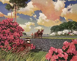 Husbandry: Farmer Plows Field