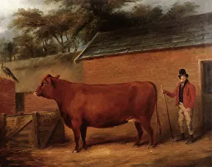 Heifer: Farmer and Red Poll Cow