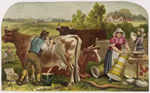 Pails: FARMER SCRUBS COW