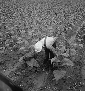 Priming: Farmer - Sharecropper - Agriculture