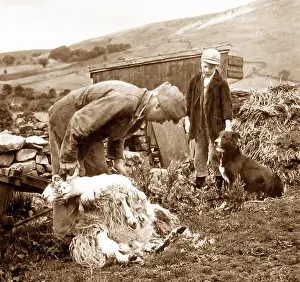 Swaledale: Farmer shearing sheep in Swaledale