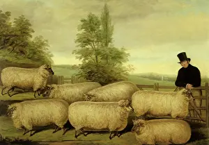 Leans: Farmer and His Sheep