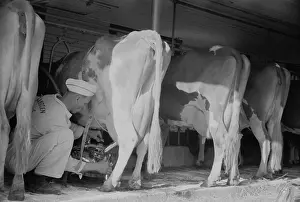 Rs6wnlcgr: Farmer using a powered milking machine, Minnesota