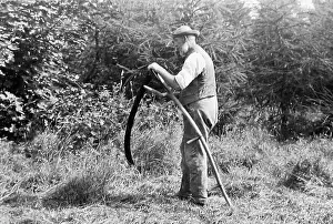 Haymaking: Farmer using a scythe Victorian period
