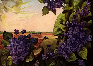 Violets: Farmer and Violets