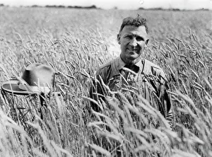Wheatfield: Farmer in wheatfield