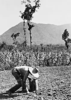 Demographics: A farmer working in the field in Brazil, 1939