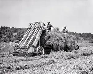 Haying: Farmers Elevating Stacking Loose Fresh Mown Hay