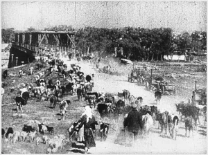 Chaotic: FARMERS EVACUATE