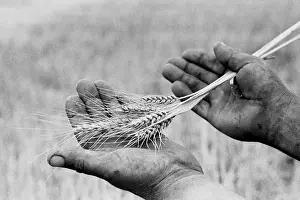 Wheat: Farmer's hands
