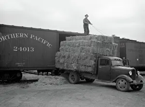 Dickson: Farmers - Occupations - Hay