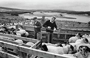 Pens: Farmers and sheep, Keilder