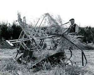 Farmhand: Farmhand using traditional binder at harvest time, Cornwall