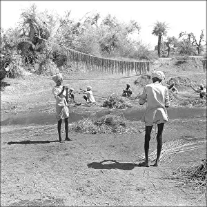 Madhya: Farming activities in Madhya Pradesh, Central India