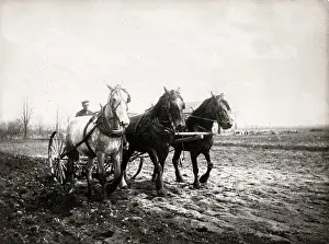 Ploughed: Farming in Canada - a team of horses pulling a harrow, c1920