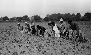 1930sinf9: Farming, Essex
