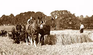Weighton: Farming in Little Weighton