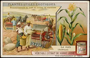 Maize: FARMING MAIZE USA
