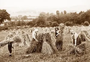 Haymaking: Farming - making haystacks Victorian period