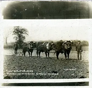 Oxen: Farming: Ploughing with Oxen, Gloucestershire