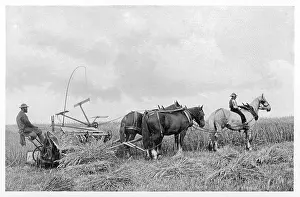 Reaping: FARMING / REAPING 1899