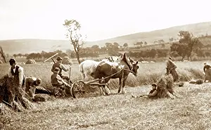 Reaping: Farming (reaping)